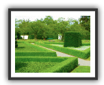 Buxus | Box hedge