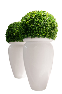 Buxus plants in pots
