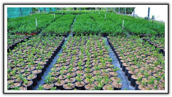 Buxus | Box Hedge