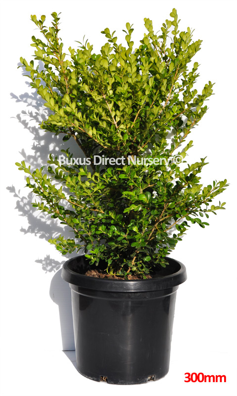 Buxus Microphylla Japonica - Japanese Box Hedge