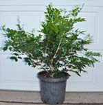 Murraya Paniculata - Orange Jasmine (300mm)