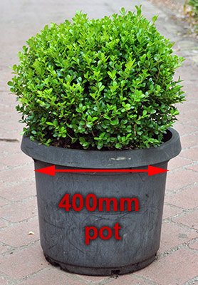 Buxus Microphylla Japonica - Japanese Box Hedge (300mm)