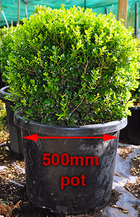 Buxus Microphylla Japonica - Japanese Box Hedge (300mm)